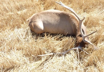 OPINION: Speak Up to Stop Elk Poachers