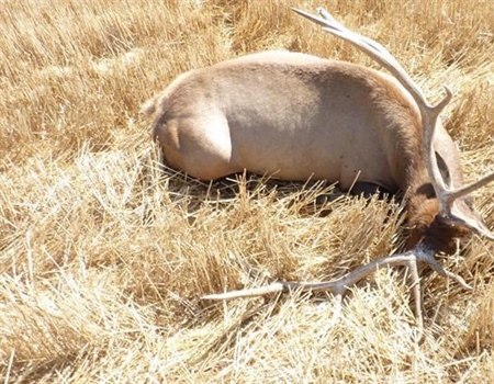 OPINION: Speak Up to Stop Elk Poachers