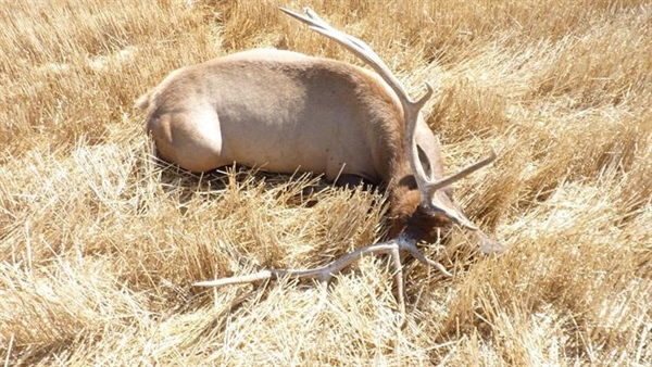 OPINION: Speak Up to Stop Elk Poachers