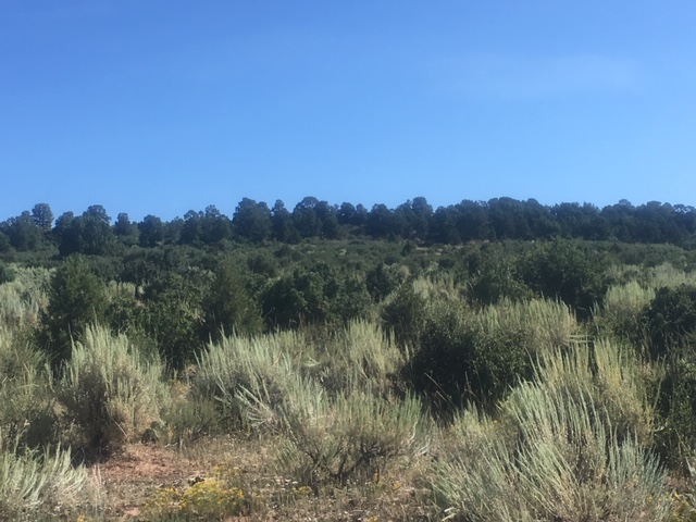 West Slope CO BHA Members Lead Habitat Improvement Project