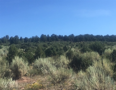 West Slope CO BHA Members Lead Habitat Improvement Project
