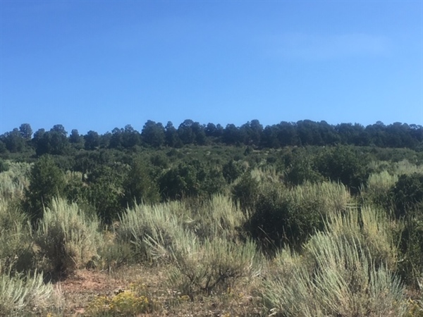 West Slope CO BHA Members Lead Habitat Improvement Project