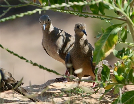 Doves the perfect quarry for outings with youngsters