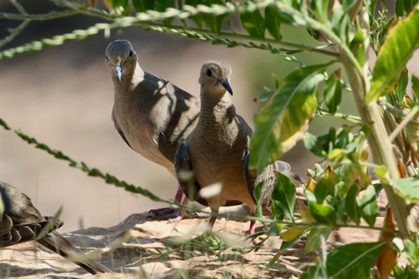 Doves the perfect quarry for outings with youngsters