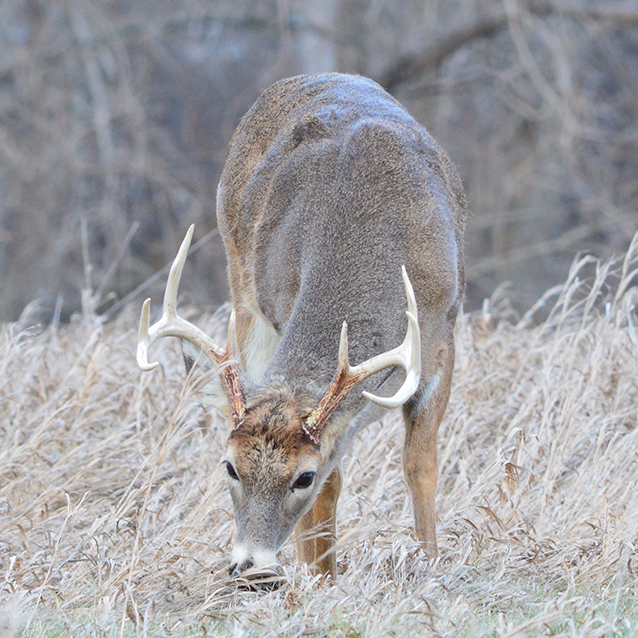 BHA Podcast & Blast, Ep. 56: Fighting For Sunday Hunting In The East