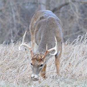 BHA Podcast & Blast, Ep. 56: Fighting For Sunday Hunting In The East