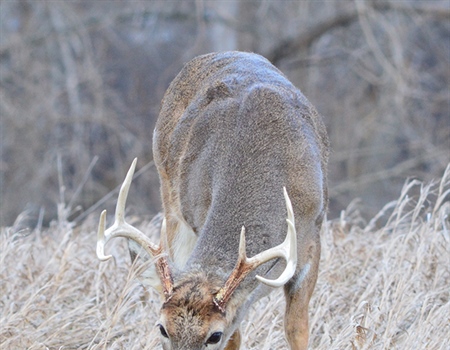 BHA Podcast & Blast, Ep. 56: Fighting For Sunday Hunting In The East