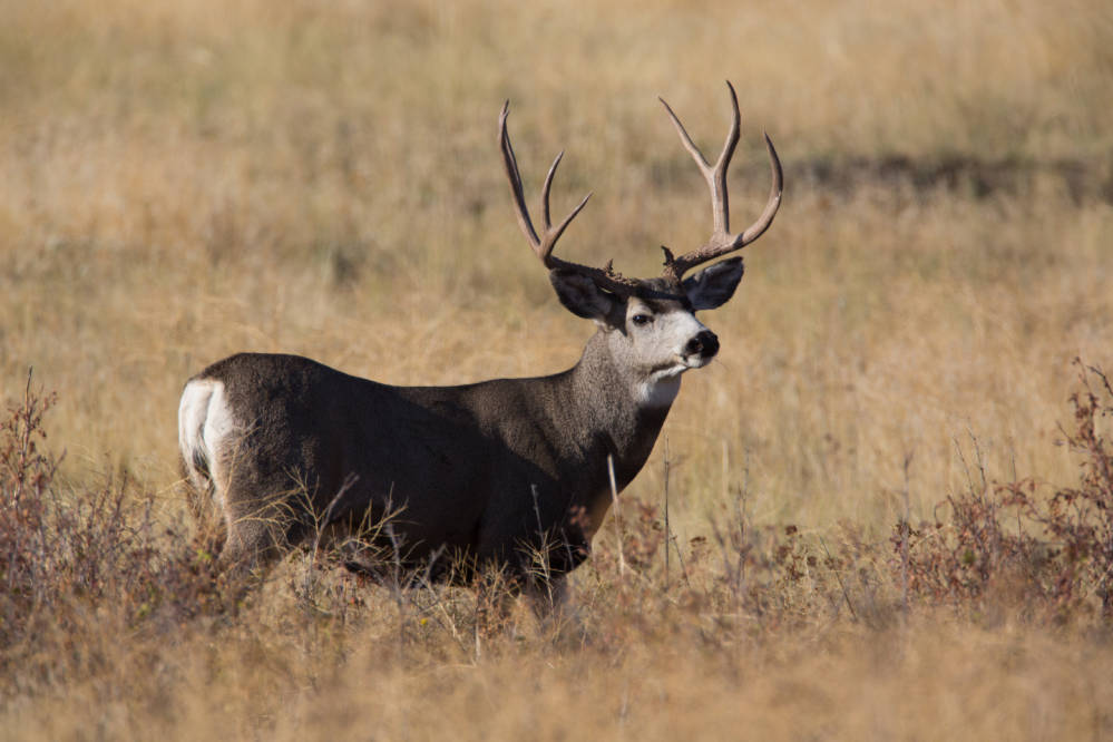 Utah BHA Launches CWD Reporting Program & Giveaway