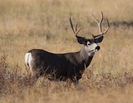 Utah BHA Launches CWD Reporting Program & Giveaway