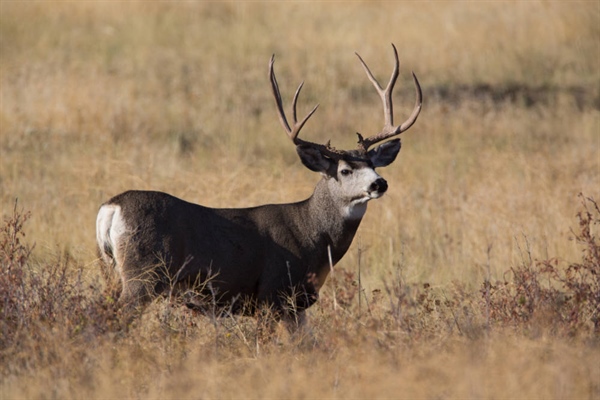 Utah BHA Launches CWD Reporting Program & Giveaway