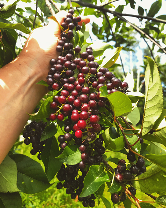 Foraging For Wild Summer Fruit