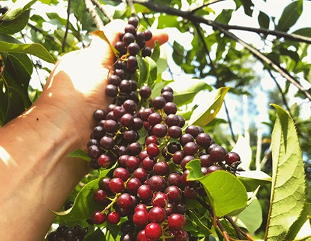 Foraging For Wild Summer Fruit