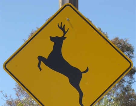 Idaho BHA speaks up for wildlife in letter to Idaho Transportation Department