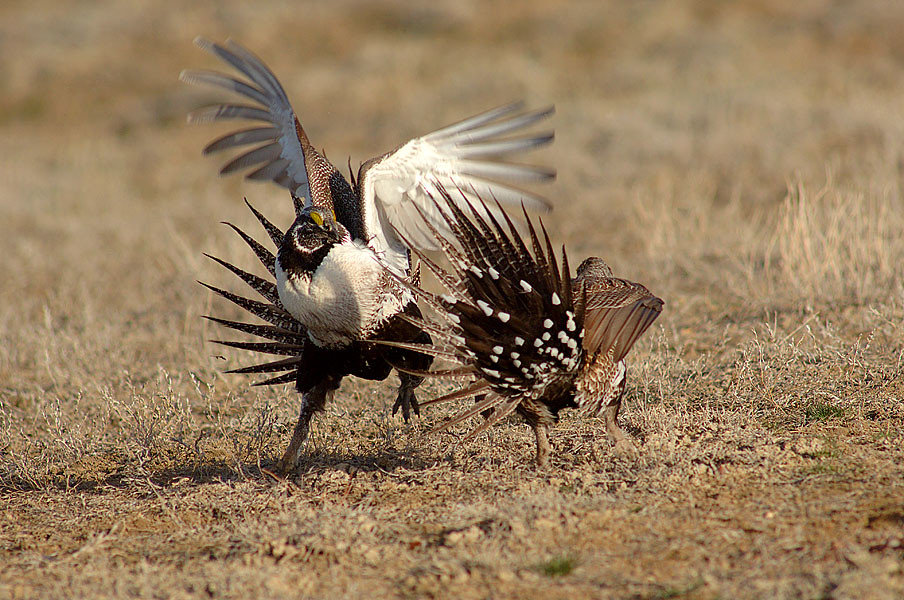 Sage Grouse Protections Reduced Under Administration Plan