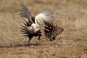 Sage Grouse Protections Reduced Under Administration Plan