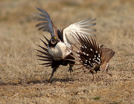 Sage Grouse Protections Reduced Under Administration Plan