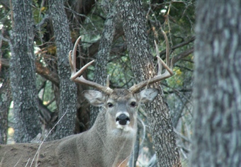 Texas Court Rules in Favor of Hunters, Wild Deer