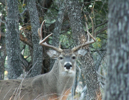 Texas Court Rules in Favor of Hunters, Wild Deer