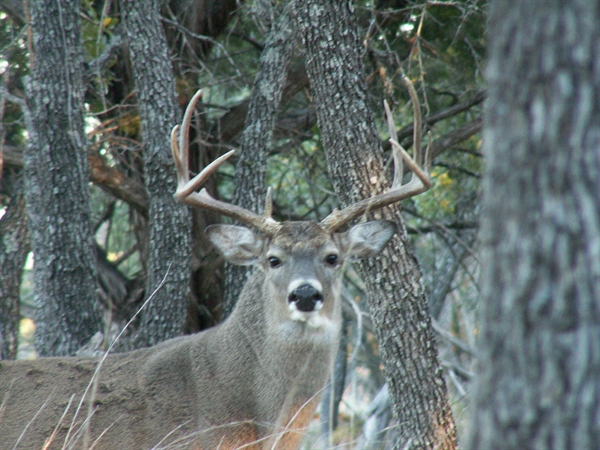 Texas Court Rules in Favor of Hunters, Wild Deer