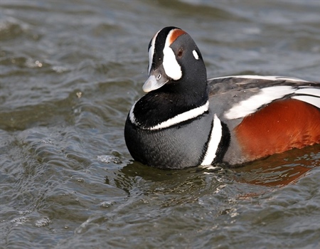 House Tackles Species Conservation  with $1 Billion-plus Funding Bill