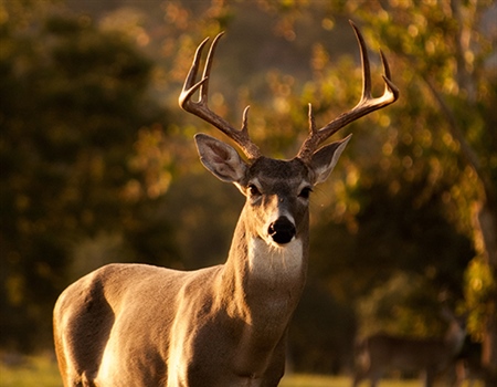 Is CWD an ethical issue?