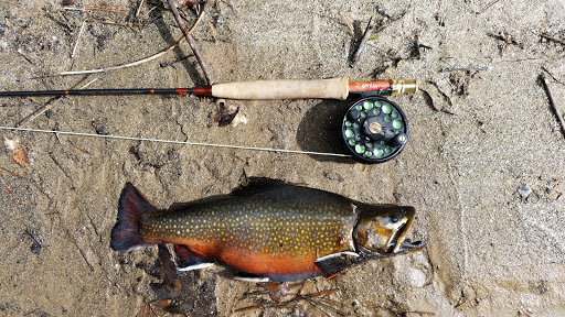Catch and Feast: Fly Fishing for Trout in the Chattahoochee National Forest