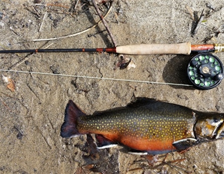 Catch and Feast: Fly Fishing for Trout in the Chattahoochee National Forest