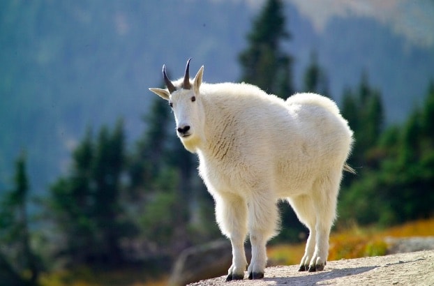 The Joy of Mountain Goat Viewing in the Uinta Mountains