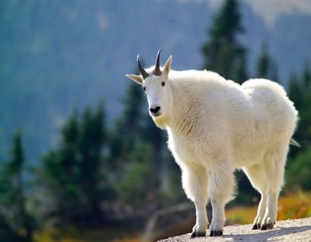 The Joy of Mountain Goat Viewing in the Uinta Mountains