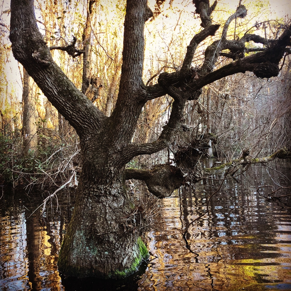 THE 21ST CENTURY CONSERVATIONIST APPROACH
