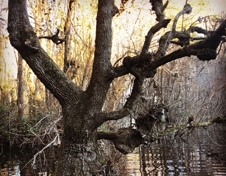 THE 21ST CENTURY CONSERVATIONIST APPROACH