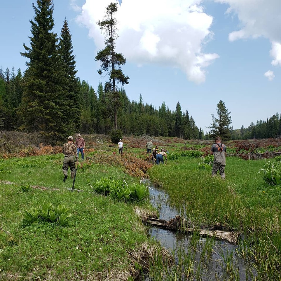 Idaho BHA volunteers enhance riparian habitat on Craig Mountain Wildlife Management Area