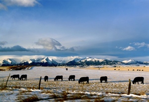 Sportsmen and Women Undertake Legal Action  Against Forest Service over Public Access  in Montana’s Crazy Mountains