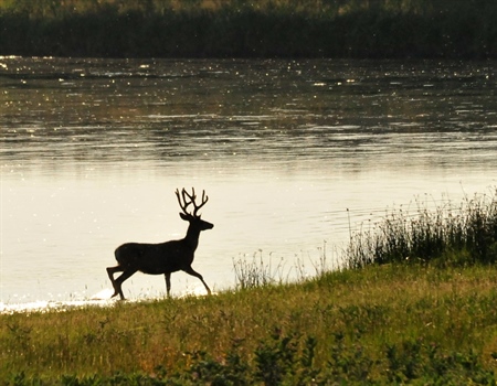 BHA Supports Expansion of Hunting and Fishing  on National Wildlife Refuges