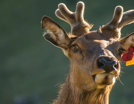 New England BHA Continues Effort to Prohibit Captive Big Game Hunting in Rhode Island