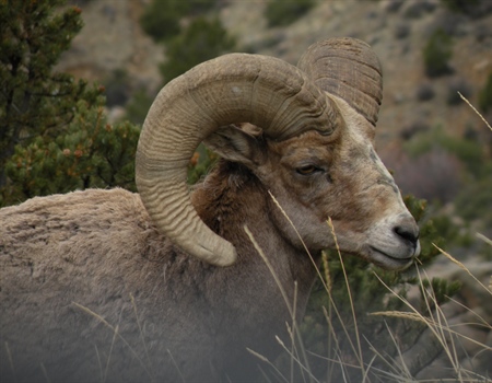 Colorado BHA Southwest Regional Director  Promotes/Defends Bighorn Sheep & Wilderness