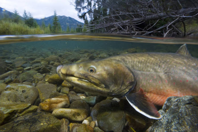 Alberta Chapter Supports SARA Listing for Bull Trout