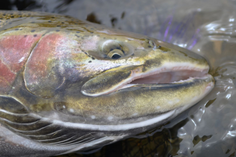 British Columbia Spring Newsletter 2019