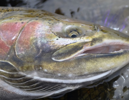 British Columbia Spring Newsletter 2019