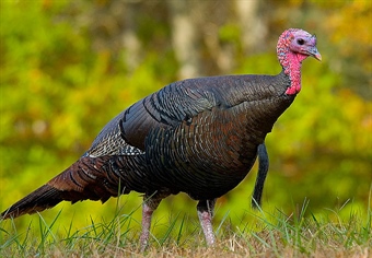 Help Stop Public Land Sale & Raid on Public Land Funding in Missouri