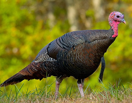 Help Stop Public Land Sale & Raid on Public Land Funding in Missouri