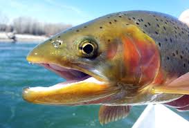 CDFW Proposes New Fishing Regulations