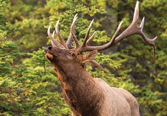 Oregon BHA Opposes Bill to Privatize Wildlife (S 0301)