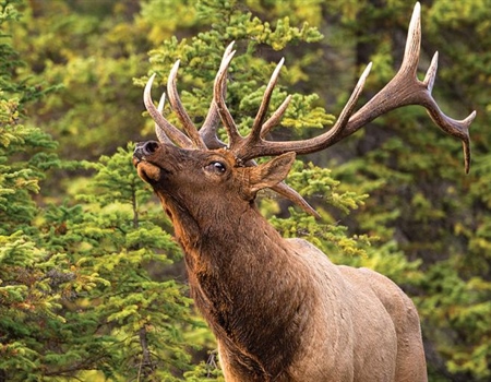 Oregon BHA Opposes Bill to Privatize Wildlife (S 0301)