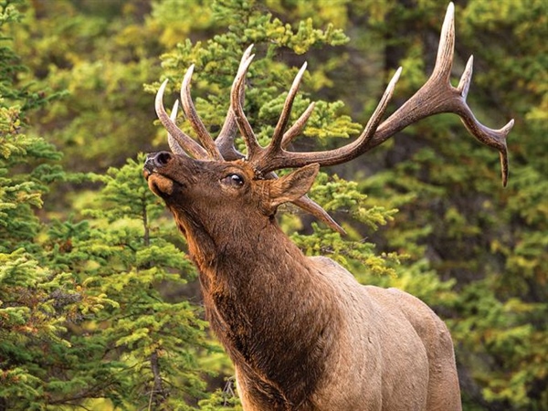 Oregon BHA Opposes Bill to Privatize Wildlife (S 0301)
