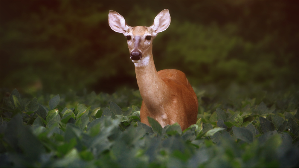 New England BHA Supports Rhode Island DEM’s Public Lecture on CWD