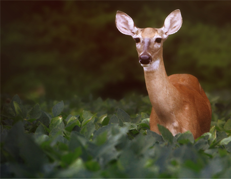 New England BHA Supports Rhode Island DEM’s Public Lecture on CWD
