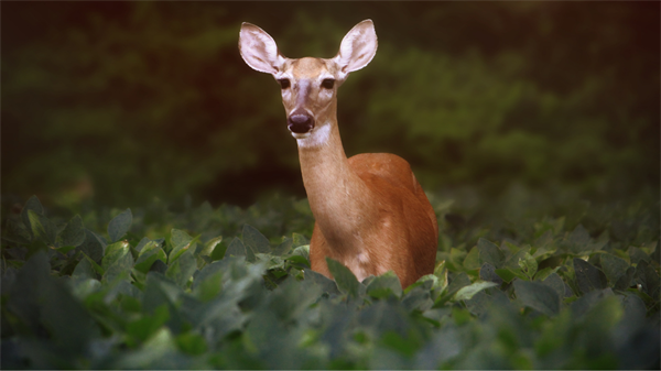 New England BHA Supports Rhode Island DEM’s Public Lecture on CWD