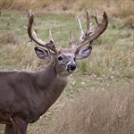 Are Big Racks Ethical?