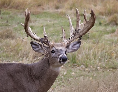 Are Big Racks Ethical?